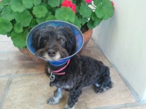 Tuppence therapy dog