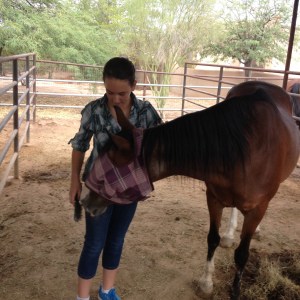 Person grooming a horse in a pen.